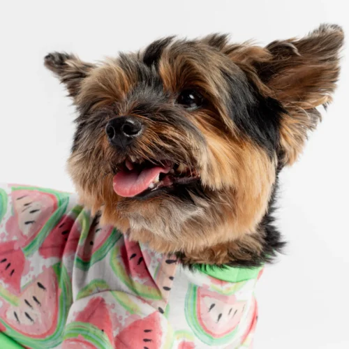 Watermelon Fruit Dog Pajamas Soft & Cozy Velcro Onesie for Pets
